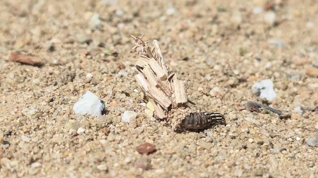 

Macro shot of a Bagworm moth larva crawling with its protective case #001


