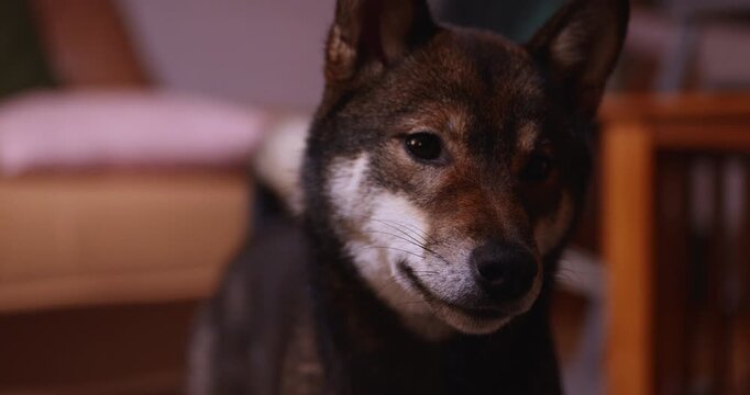 Close up black sesame Shiba Inu dog indoors with warm soft light alert eyes rich fur texture and cozy home interior atmosphere calm pet portrait with shallow depth of field softly blurred home inter