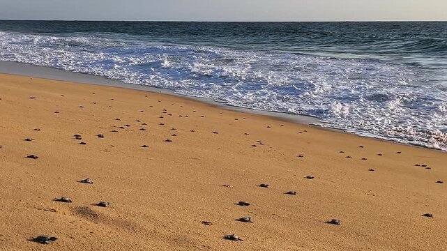 Drone view of sea turtle hatchlings crawling into the ocean in Baja California Sur as waves reach the shore and carry them into the sea.