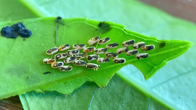 A cluster of flea beetle Podontia affinis eggs laid on a green hog plum leaf in macro