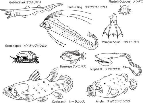 塗り絵にもなる、人気の深海魚の主線のみのイラストセット