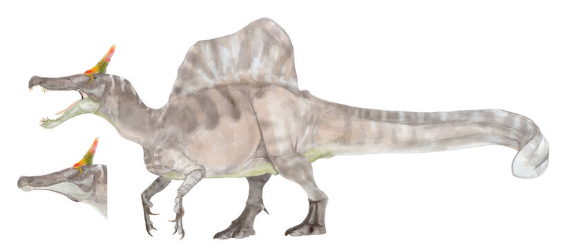 S新たに発見されたスピノサウルスの新種ミラビリスの復元想像図。口を開いた状態に、閉じた際の下あごの歯の嚙み合わせ図を追加したもの。新種としての特徴的な鶏冠を性別間のディスプレイとして描いた。