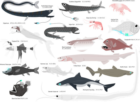 沢山の主線無しの深海魚のイラストセット