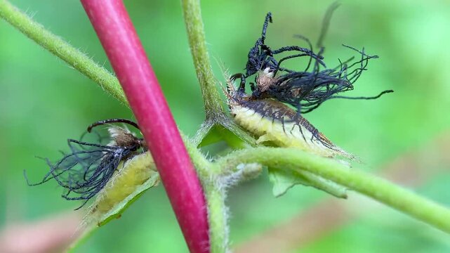 Macro video of Tortoise Beetle Larvae with Unique Fecal Shield Camouflage on Green Plant