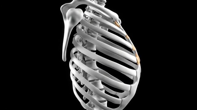 3D Human Ribcage Visualization Orbiting in Space, Medical Anatomy