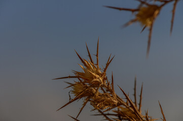 Obraz premium Thorny plants adorned with delicate blooms against a clear blue sky at sunset.