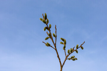 ​A willow branch with young green catkins reaches toward a bright blue sky on a fair spring day. The minimalist composition highlights the beauty of nature's awakening, symbolizing hope, growth, and t © Олег Струс