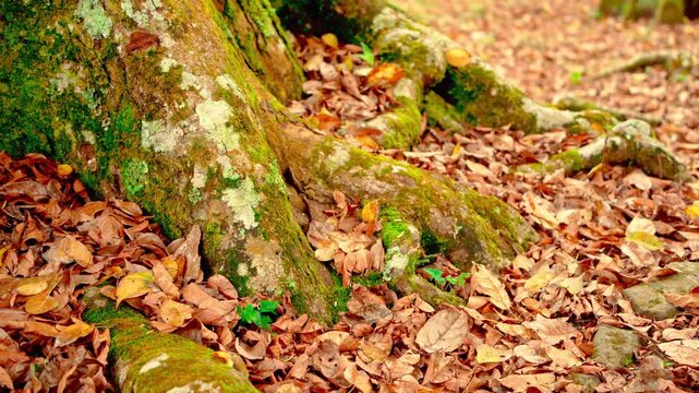 Mossy tree roots with fallen leaves in autumn.