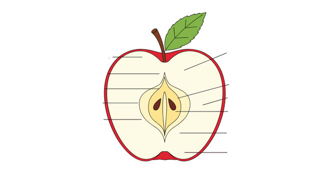 Educational diagram showing the cross section of a red apple with parts ready for labeling against a plain white background for school study.