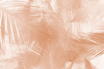 Obraz premium Beautiful brown feather texture pattern background