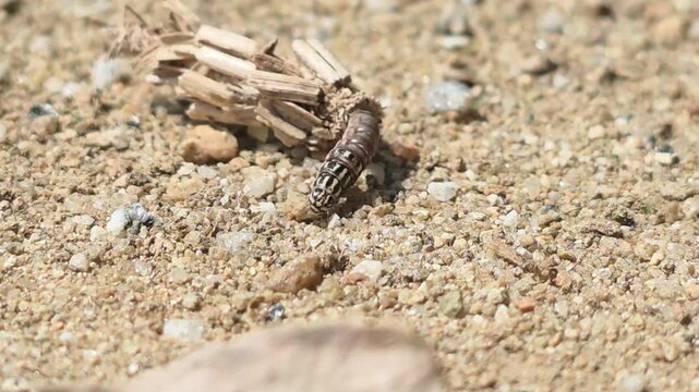 

Macro shot of a Bagworm moth larva crawling with its protective case #007

