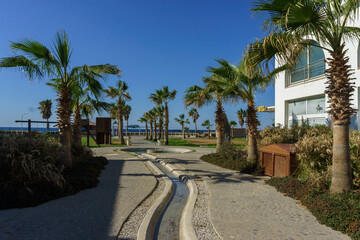 Fototapeta premium A tranquil walkway lined with palm trees leading to the beach under a clear blue sky.