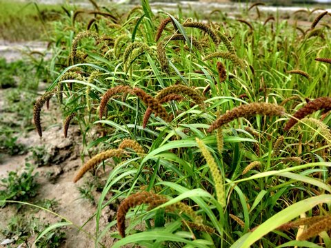 Foxtail millet scientific name Setaria italica (synonym Panicum italicum L.), crops field growing in sandy soil of riverside