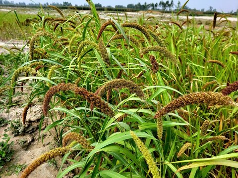 Foxtail millet scientific name Setaria italica (synonym Panicum italicum L.), crops field growing in sandy soil of riverside