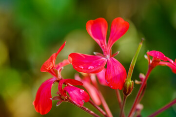 Fototapeta premium Vibrant pink geranium petals glisten with dew under the warm sunlight in a lush garden setting
