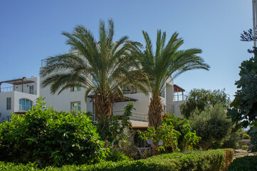 Fototapeta premium Lush greenery envelops a modern villa under a clear blue sky in a tranquil coastal retreat.