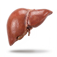 Fototapeta premium Ultra realistic human liver anatomy with smooth organic texture and detailed structure isolated on white background for medical education and healthcare visualization