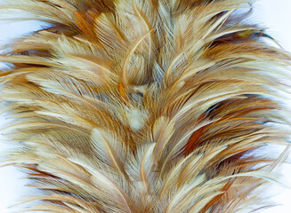 Beautiful  eagle  chicken feather pattern texture background © nadtytok28
