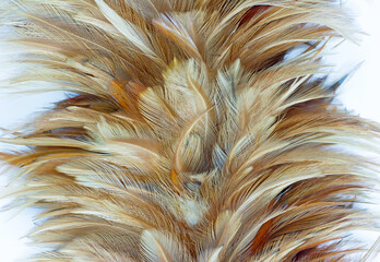Beautiful  eagle  chicken feather pattern texture background © nadtytok28
