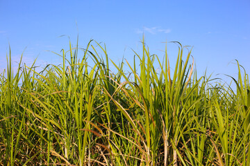 Naklejka premium Sugarcane field growing under a clear blue sky.