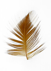 Beautiful feather isolated on white background © nadtytok28