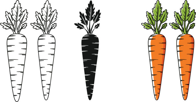 Carrot vector set with outline, silhouette and colored variations, hand drawn vegetable illustration collection featuring fresh organic root food icons isolated
