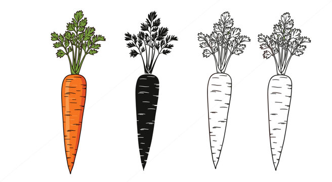 Carrot illustration collection with colored, silhouette and outline styles, hand drawn vegetable set featuring fresh organic root food icons isolated background