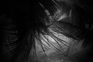 Beautiful black swan crow feather pattern  texture background © nadtytok28