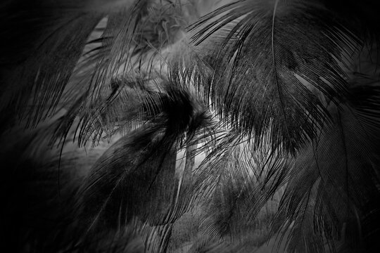 Beautiful black swan crow feather pattern  texture background