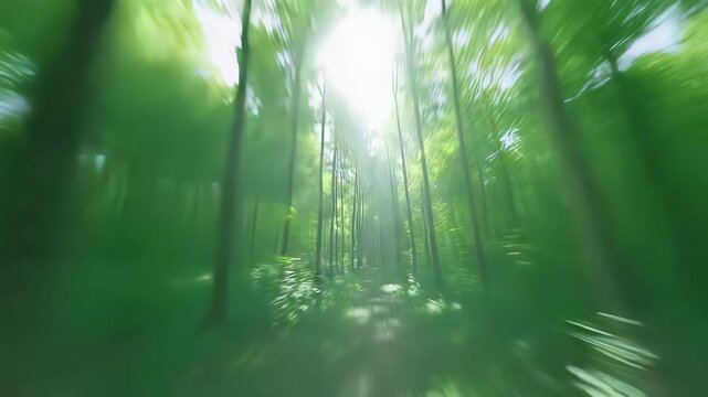 Sunlight shines through tall trees onto a green forest path surrounded by dense leaves and undergrowth