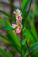 Obraz premium Beautiful Shell Ginger Flower Blooming in Tropical Garden