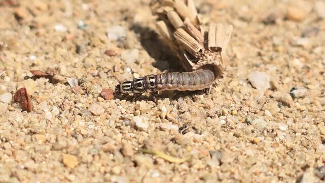 


Macro shot of a Bagworm moth larva crawling with its protective case #010

