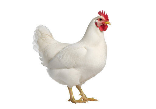 White Chicken Standing Isolated on white background , Isolated on Transparent Background, PNG, Generative AI 