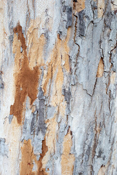 Close-up texture of peeling eucalyptus tree bark in nature.