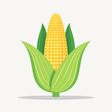 Illustration of a ripe ear of corn with green husks