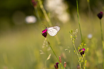 Butterfly on the colorful flower in nature. © erika8213