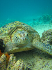 Fototapeta premium green sea turtle endangered coral reef