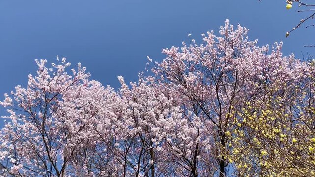 桜散る Images – Browse 875 Stock Photos, Vectors, and Video