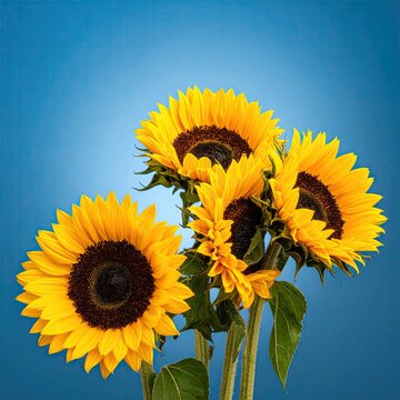 Vibrant Sunflowers Bouquet in Bloom Against Blue Background