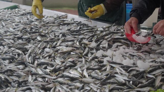 Fish sorting process in local market during the morning