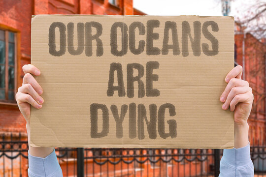 "Our Oceans Are Dying" research confirms ocean health is measurably declining due to plastic and thermal pollution. OCEAN. REAL. WATER. MODERN. NATURE.