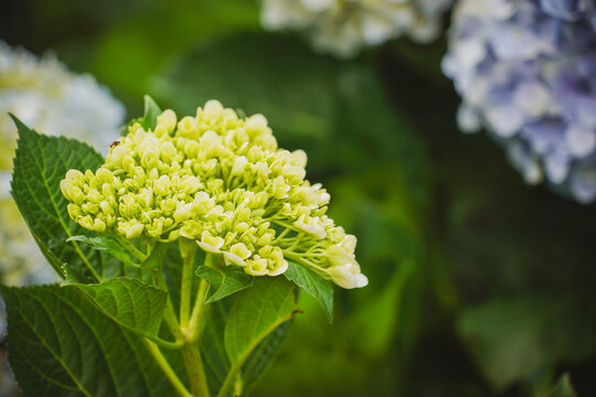 the flower in the nature with dramatic tone