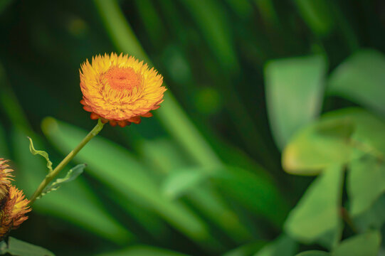 the flower in the nature with dramatic tone