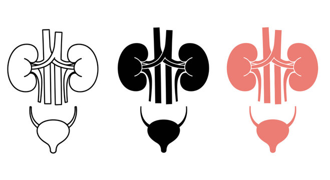Kidney Urinary System Vector Illustration Isolated on White 3 Different Styles