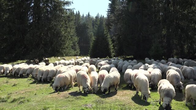Sheep in Mountains, Farming, Herding Flock of Lambs, Goats Grazing Hill, Shepherd Domestic Animals, Pastoral View