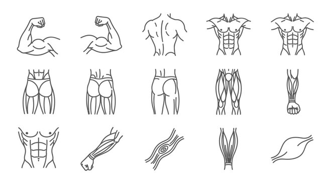 Muscle Anatomy Line Art for Medical Education and Fitness Concepts