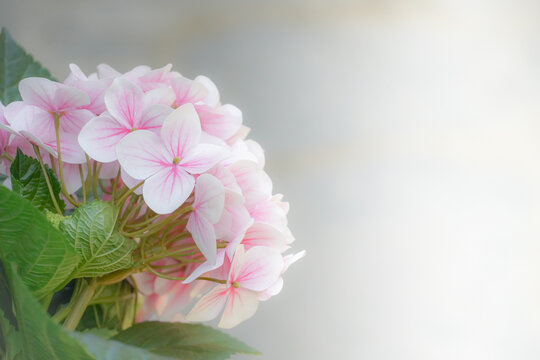 the flower in the nature with dramatic tone
