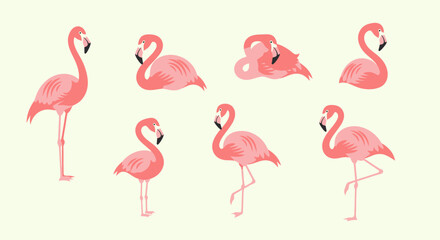 Fototapeta premium Flamingos standing in various poses.