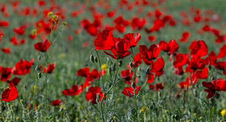 Obraz premium Scarlet poppy flowers in a field on a spring morning