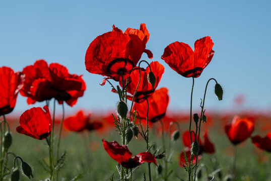 Scarlet poppy flowers in a field on a spring morning